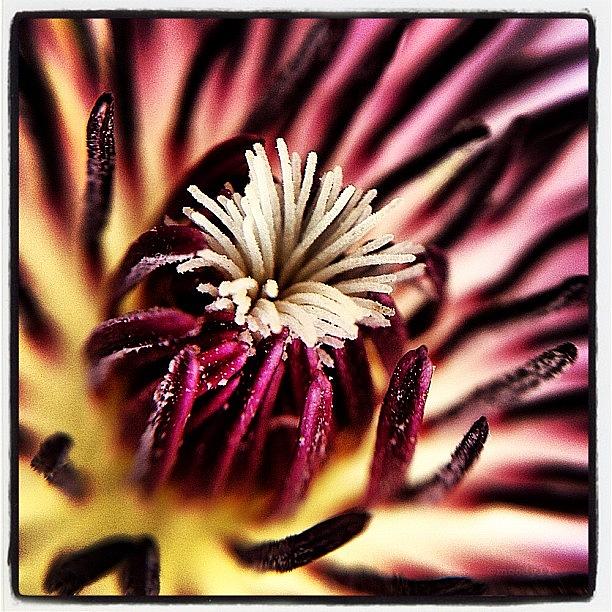 Flower For The #macro_power_hour #1 Photograph by Rebekah Moody
