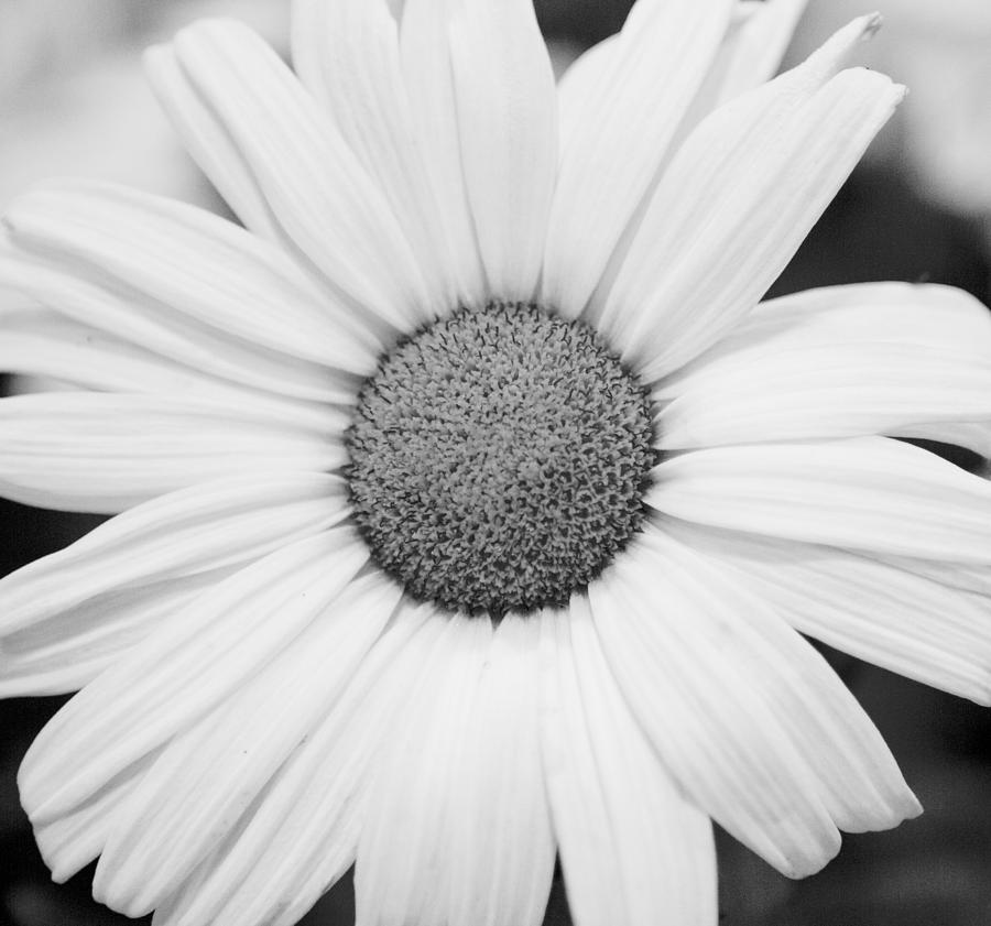 Flower Photograph - Flower by Milan Kalkan Flower Photograph - Flower by Milan Kalkan