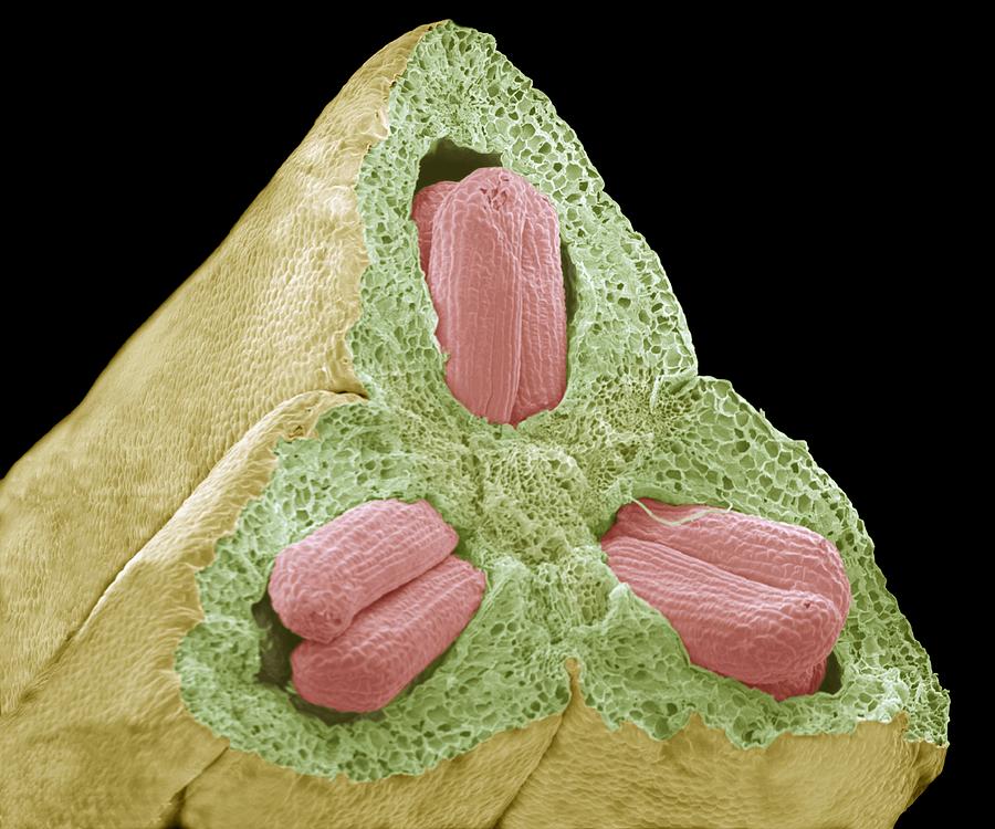 flower-ovary-and-ovules-sem-photograph-by-steve-gschmeissner-pixels