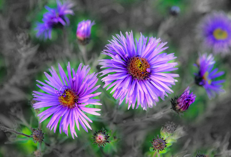 Flower Patterns #2 Photograph by Steve McKinzie