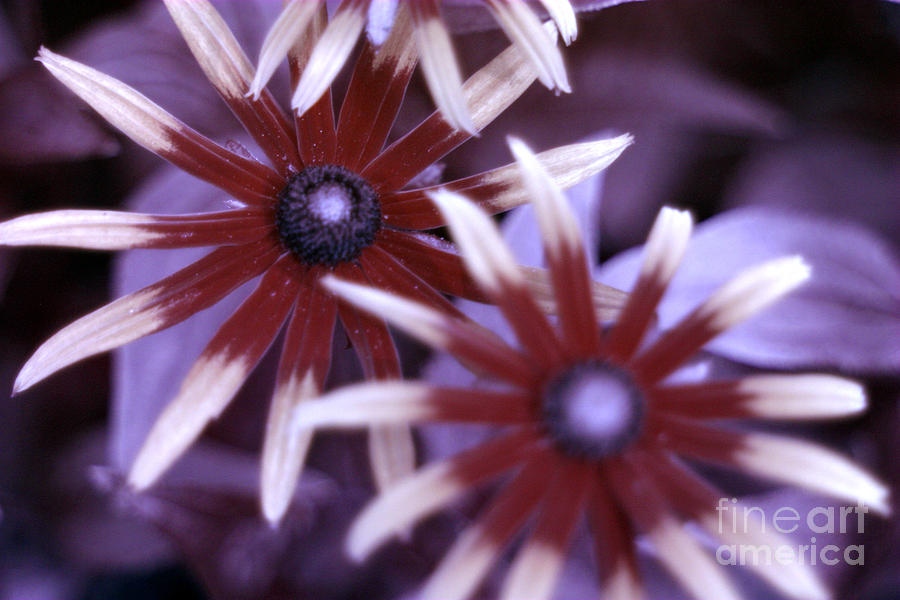 Flower Rudbeckia Fulgida In Uv Light #1 Photograph by Ted Kinsman