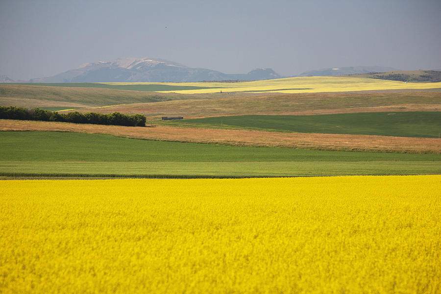 Mountain Photograph - Flowering Canola Fields Mixed With #1 by Michael Interisano