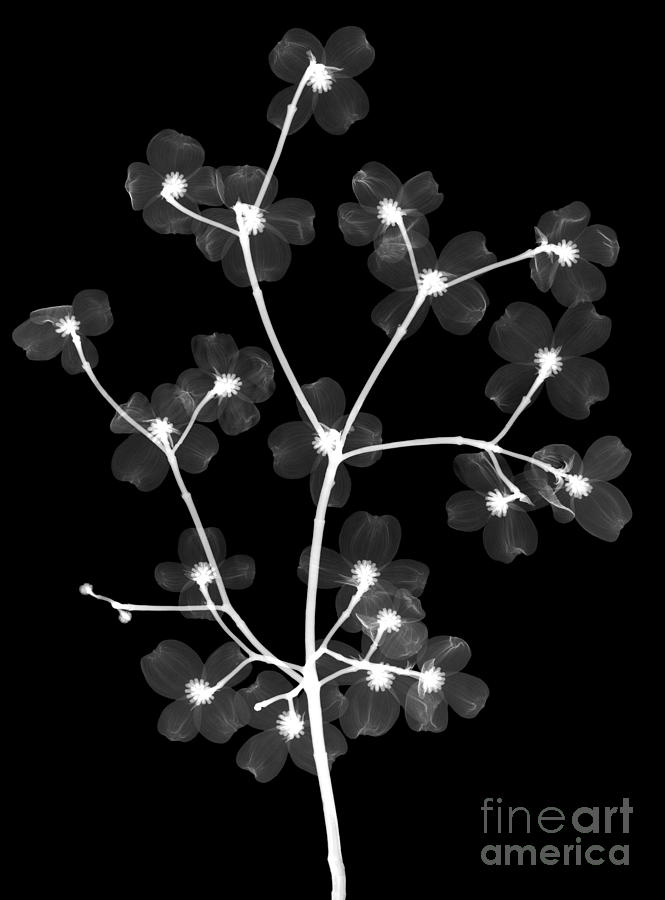 Flowering Dogwood X-ray #3 Photograph by Ted Kinsman