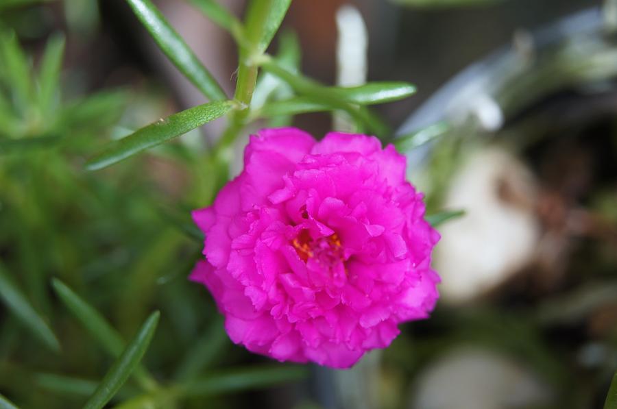 Flowering Purslane   Pussley #1 Photograph by Gornganogphatchara Kalapun