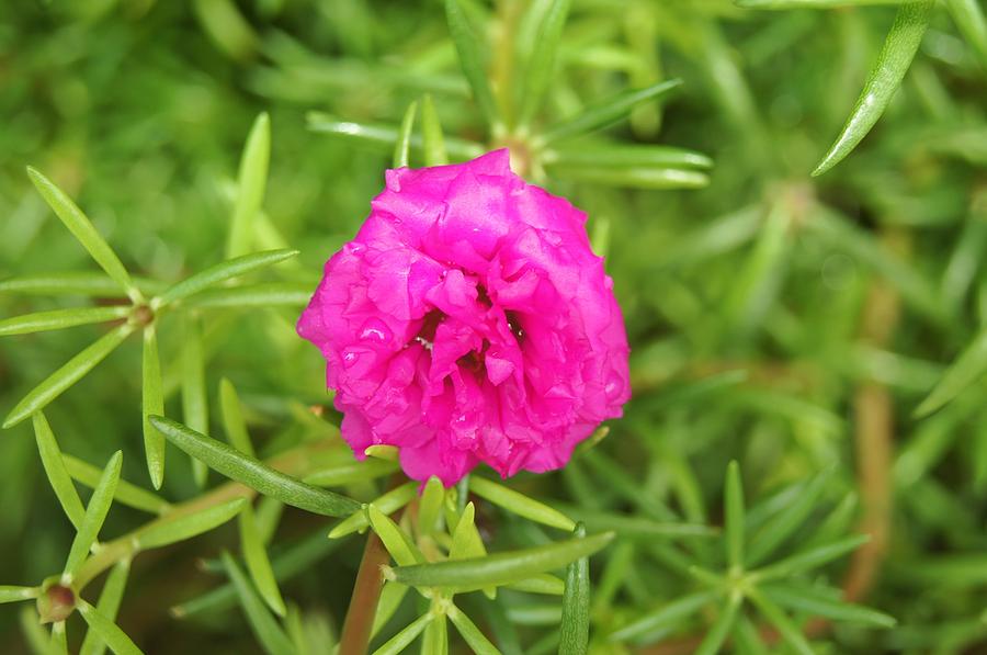 Flowering Purslane Pussley Photograph by Gornganogphatchara Kalapun ...