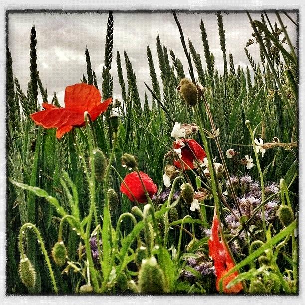 Nature Photograph - Flowerpower Again! #1 by Urs Steiner