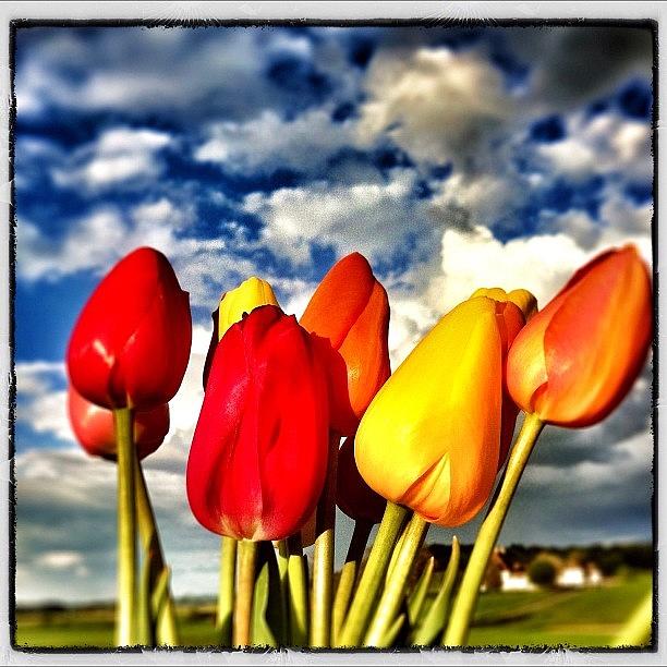 Tulip Photograph - Flowerpower! #1 by Urs Steiner