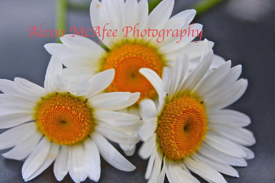 Flowers Photograph by Alexis McAfee Fine Art America