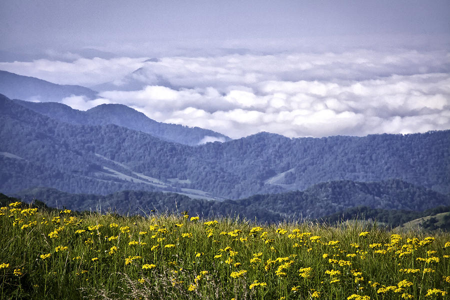 Golden Ragwort Photograph - Flowers and Mountains...Warm and Cool #1 by Rob Travis
