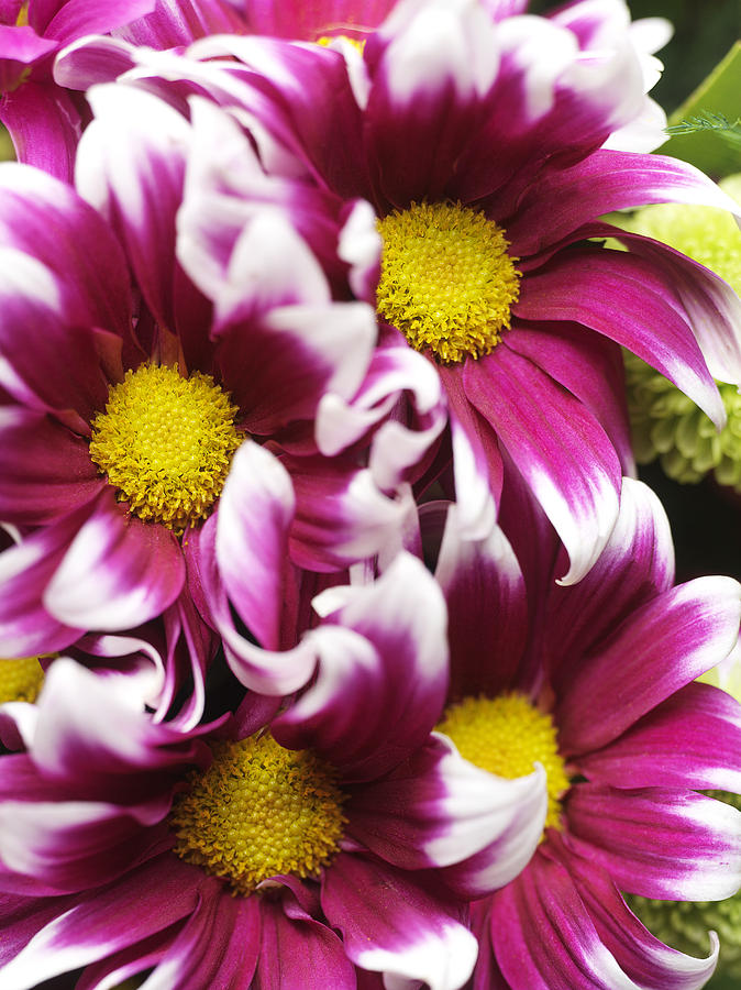 Flower Photograph - Flowers Close-up #1 by Ignaz Uri