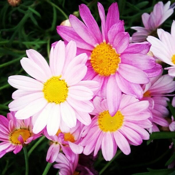 Nature Photograph - #flowers #flower #pink #beautiful #1 by Carola @ Rotterdam Netherlands