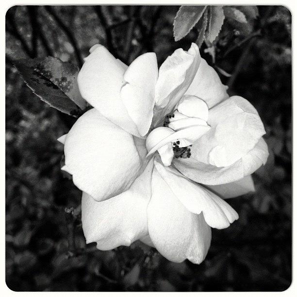 Summer Photograph - #flowers #flower #tagsforlikes.com #1 by Alicia Greene