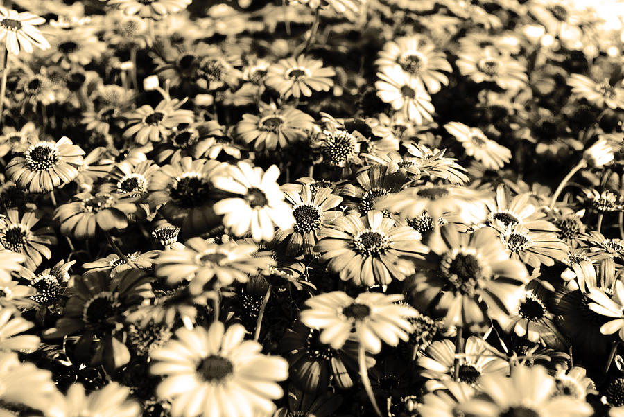 Flower Photograph - Flowers In Sepia Tone #1 by Sumit Mehndiratta
