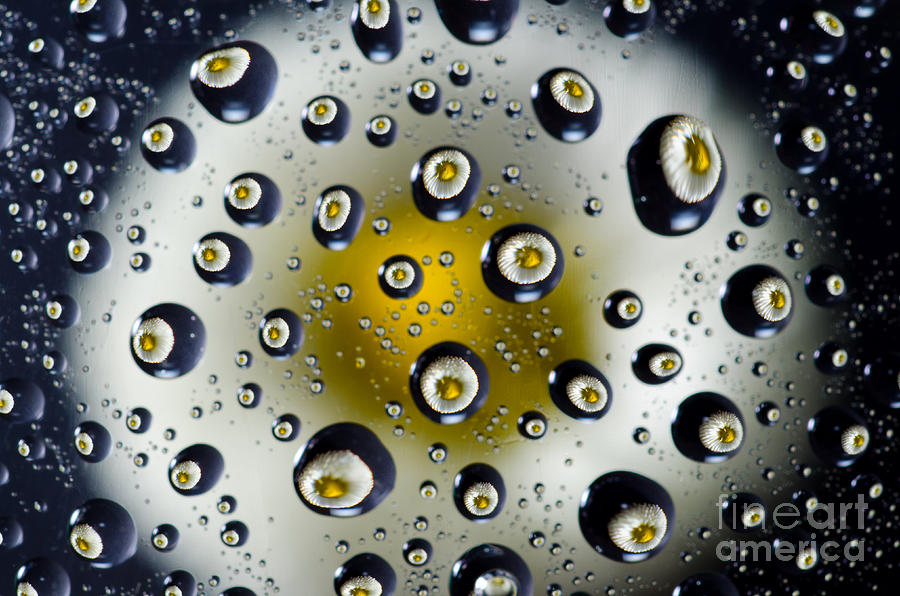 Flowers in water drops #1 Photograph by Mats Silvan