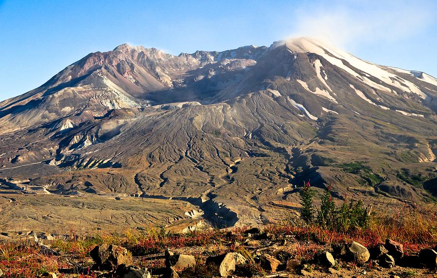 Flowers On Mount St. Helens Photograph