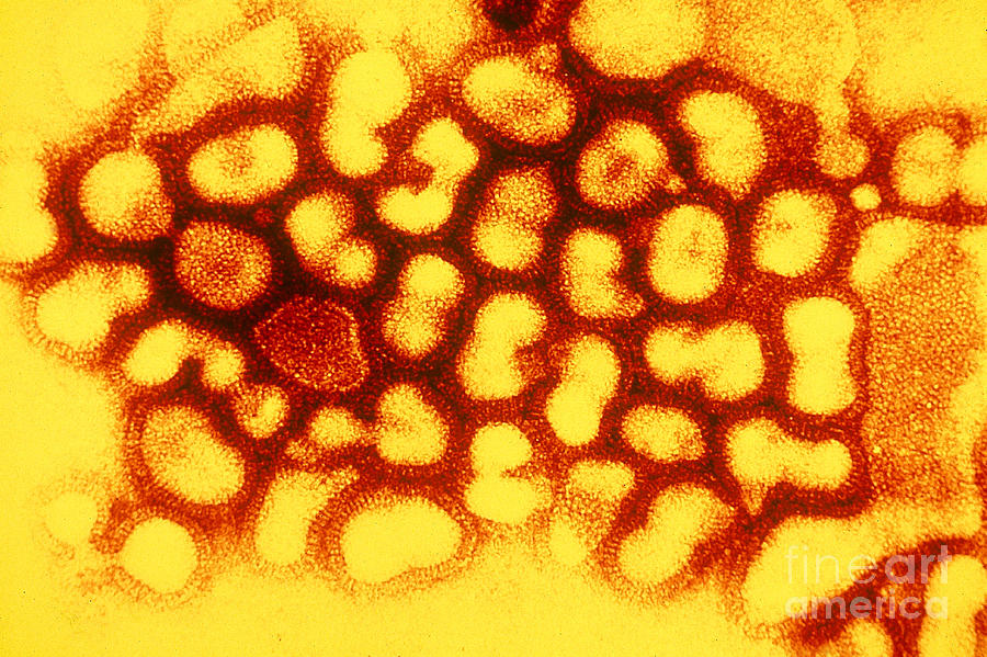 Flu Virus #1 Photograph by Science Source