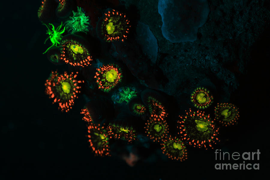 Fluorescent Coral In Uv Light #1 Photograph by Ted Kinsman
