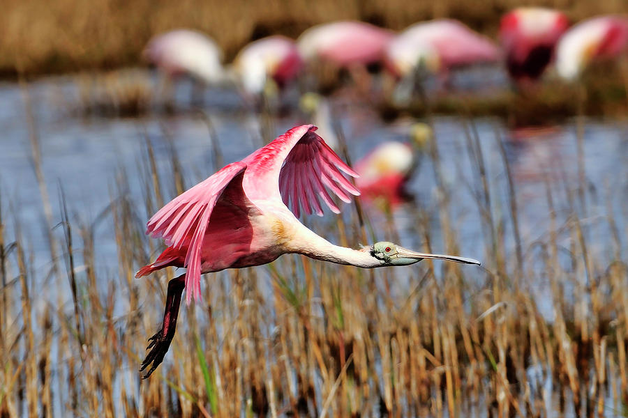 Flying across the wetlands #1 Photograph by Bill Dodsworth
