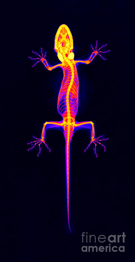 Flying Gecko X-ray #1  by Ted Kinsman