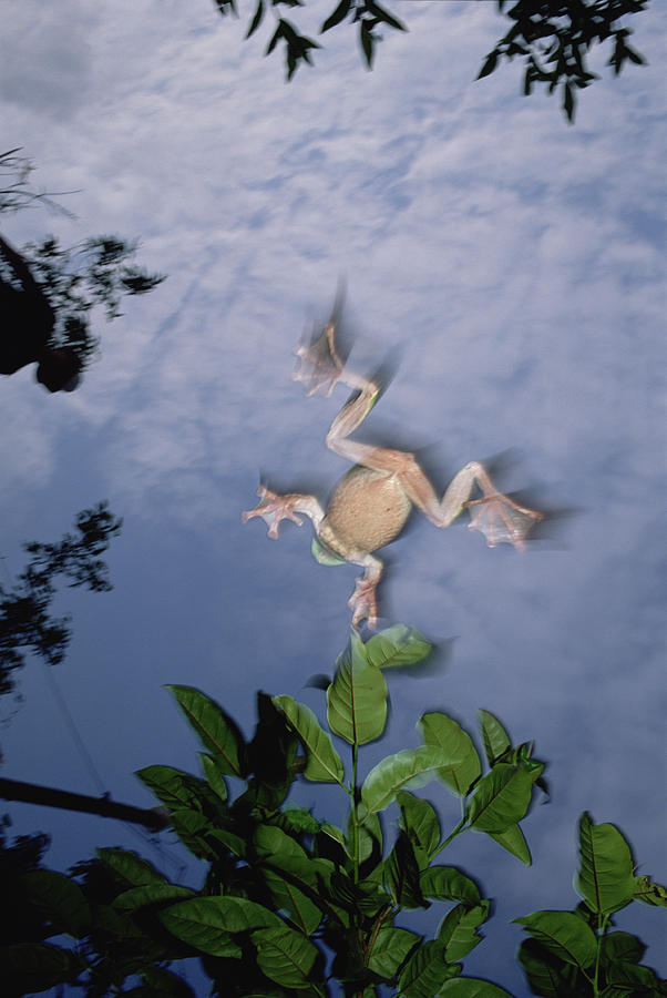 Foam Nest Tree Frog Polypedates Dennysi #1 Photograph by Mark Moffett
