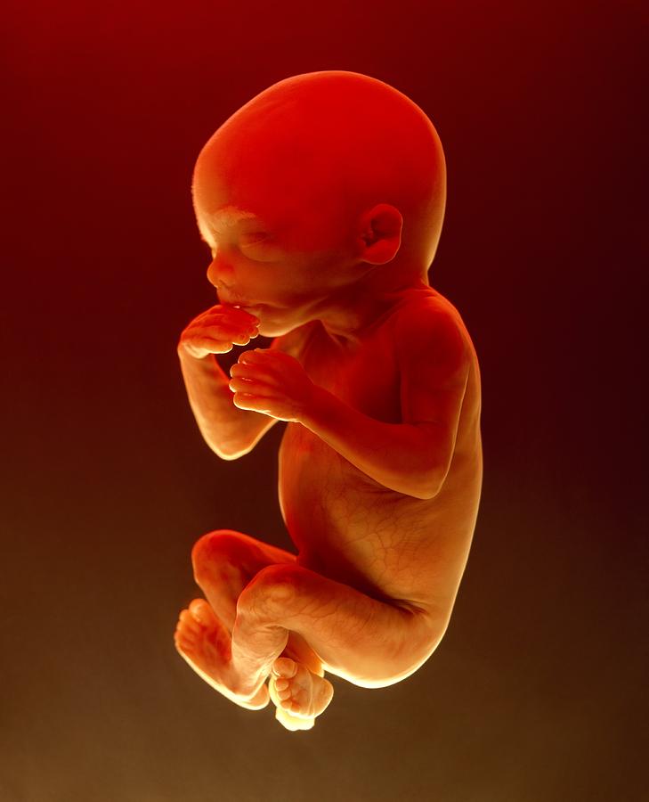 Foetus Aged 5 Months Photograph by James Stevenson Fine Art America
