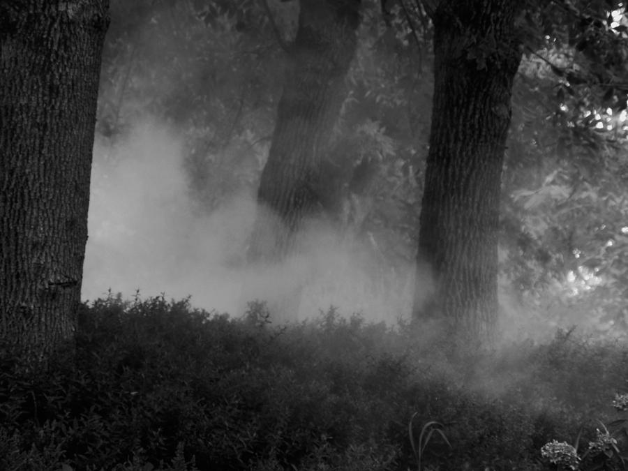 Fog in the Woods #1 Photograph by Joyce Kimble Smith