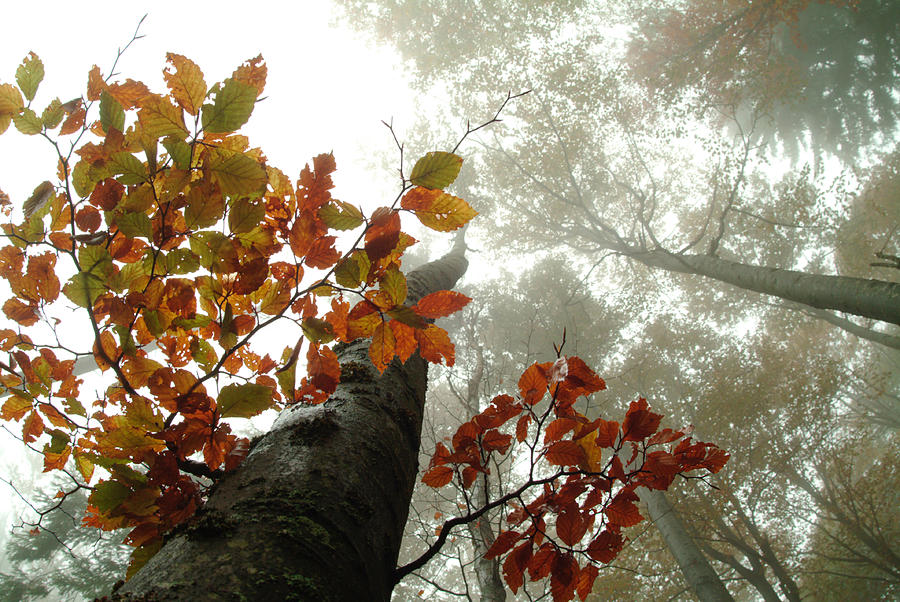 Foggy autumn beech forest #1 Photograph by Ulrich Kunst And Bettina Scheidulin