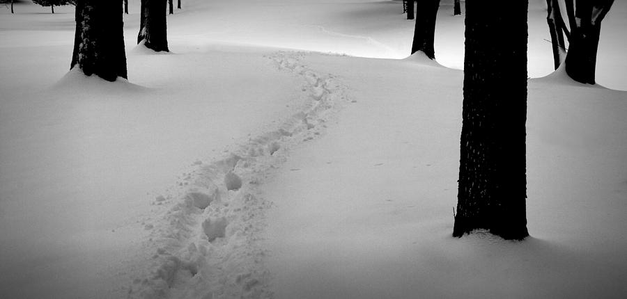 Footprint trail through the snow in the woods #1 Photograph by Randall Nyhof
