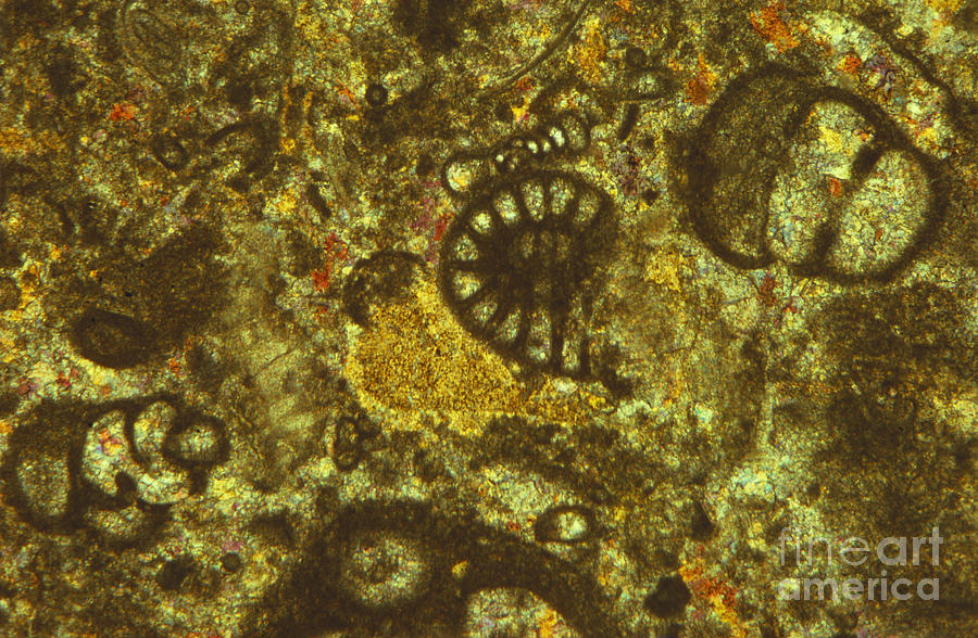Foraminiferous Limestone Lm #1 Photograph by M. I. Walker