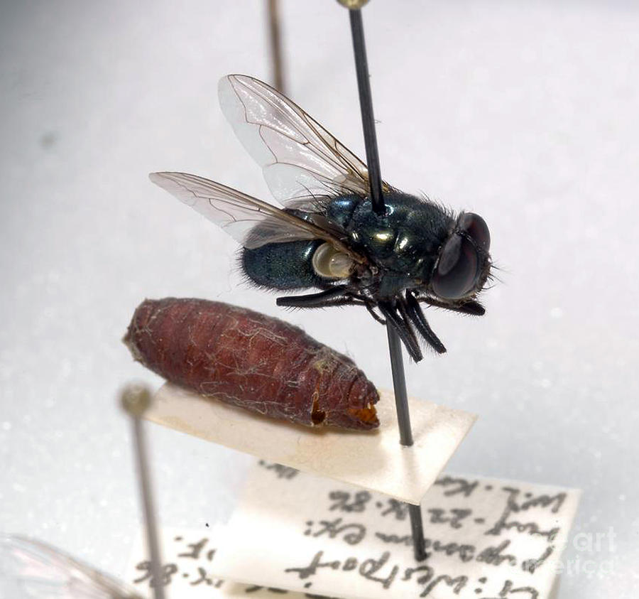 Science Photograph - Forensic Helpers, Black Blow Fly #1 by Science Source