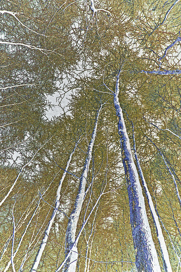 Tree Digital Art - Forest art #1 by David Pyatt