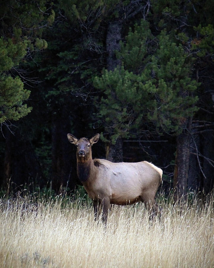 Forest Elk Photograph by Steve McKinzie