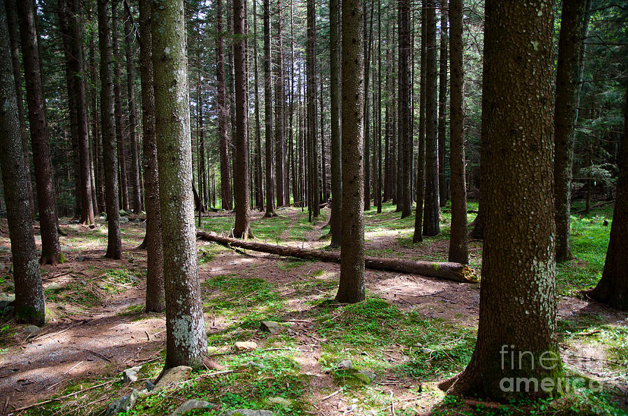 Forest #1 Photograph by Mats Silvan