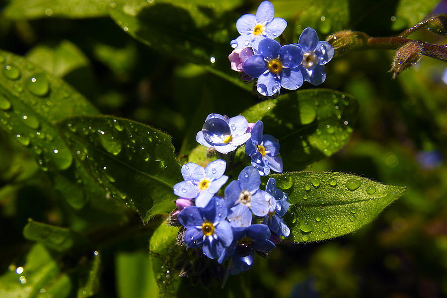 Forget Me Not #1 Photograph by PIXELS  XPOSED Ralph A Ledergerber Photography