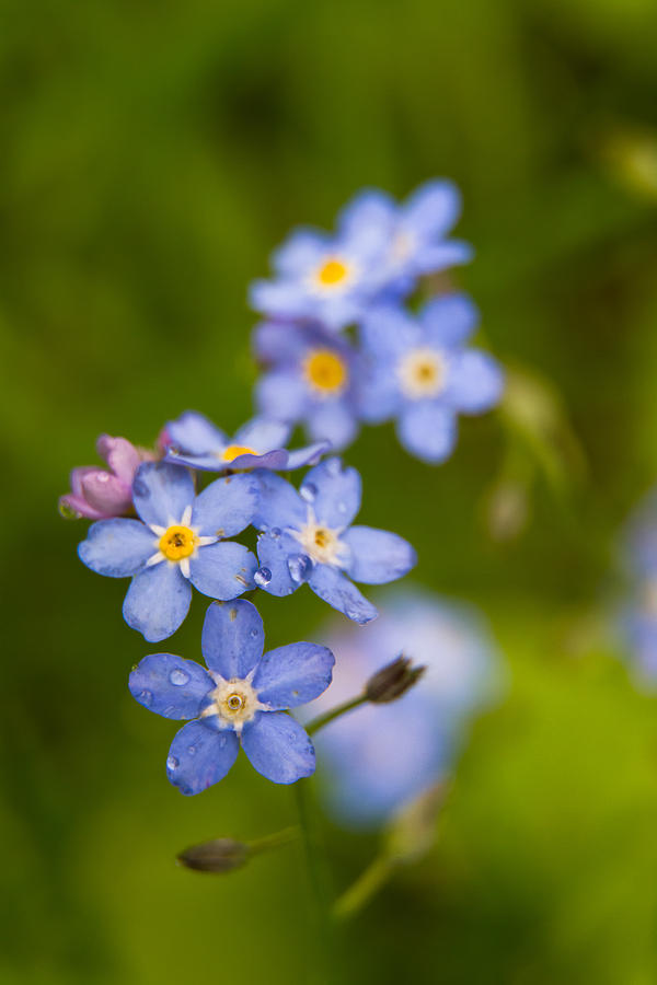 Forget Me Not #1 Photograph by Robert Clifford