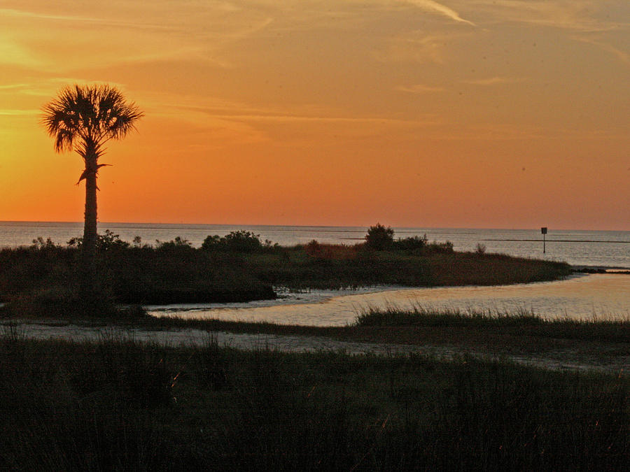 Fort Island Palm Photograph by William McEachern | Fine Art America