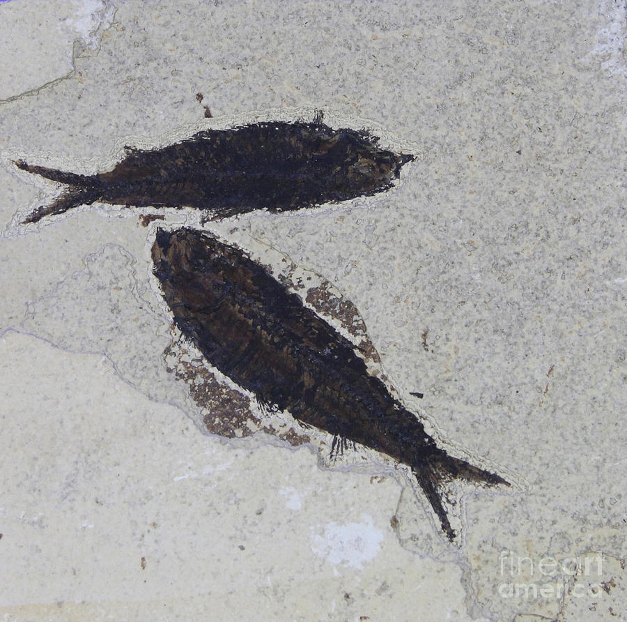 Fossil Fish #1  by Photo Researchers, Inc.