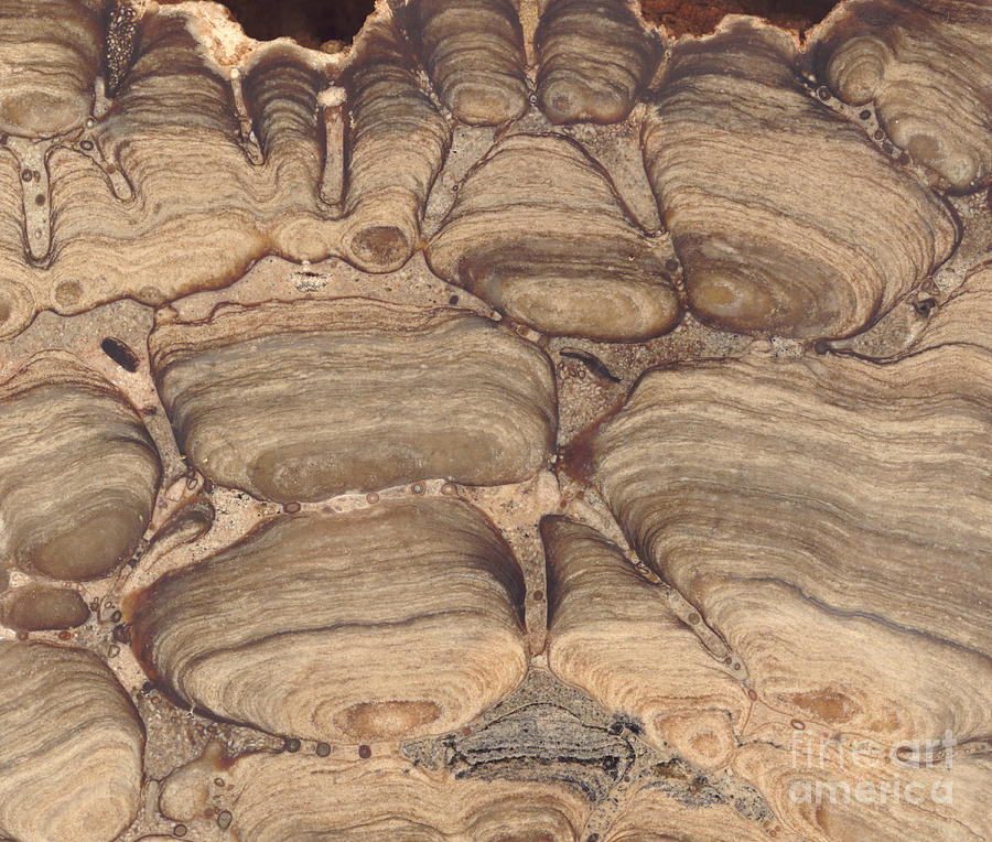 Fossil Stromatolite #1  by Ted Kinsman