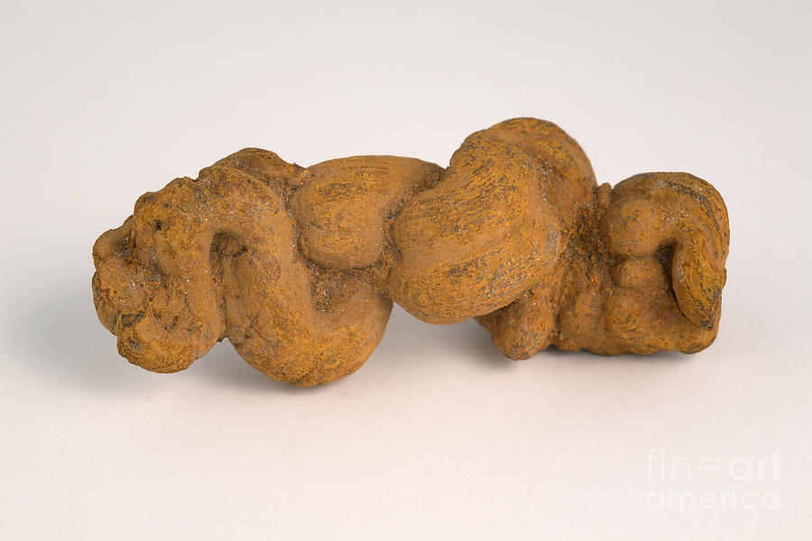 Fossilized Coprolite #1  by Ted Kinsman