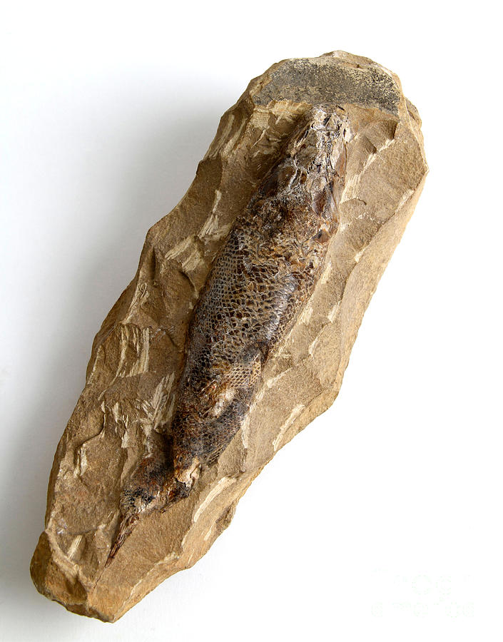 Fossilized Fish #1 Photograph by Photo Researchers