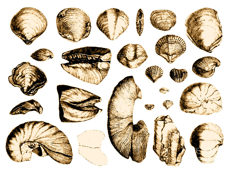 Shell Photograph - Fossilized Shells, 1844 #1 by Science Source