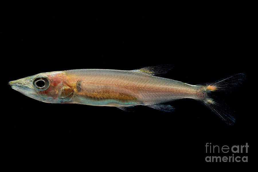 Freshwater Barracuda #1 Photograph by Dant Fenolio