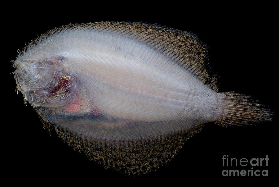 Freshwater Flounder #1 Photograph by Dant Fenolio