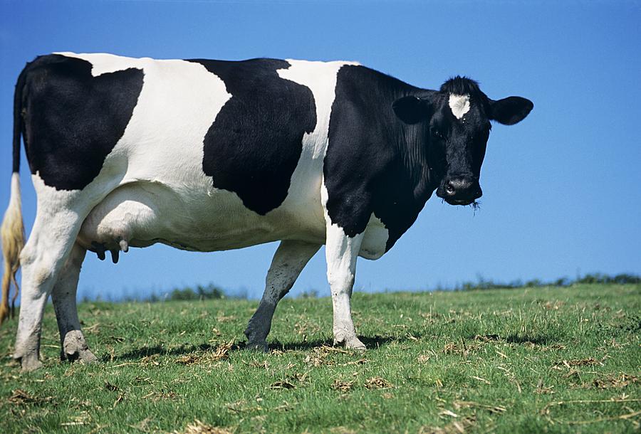 Imbapovi Cow