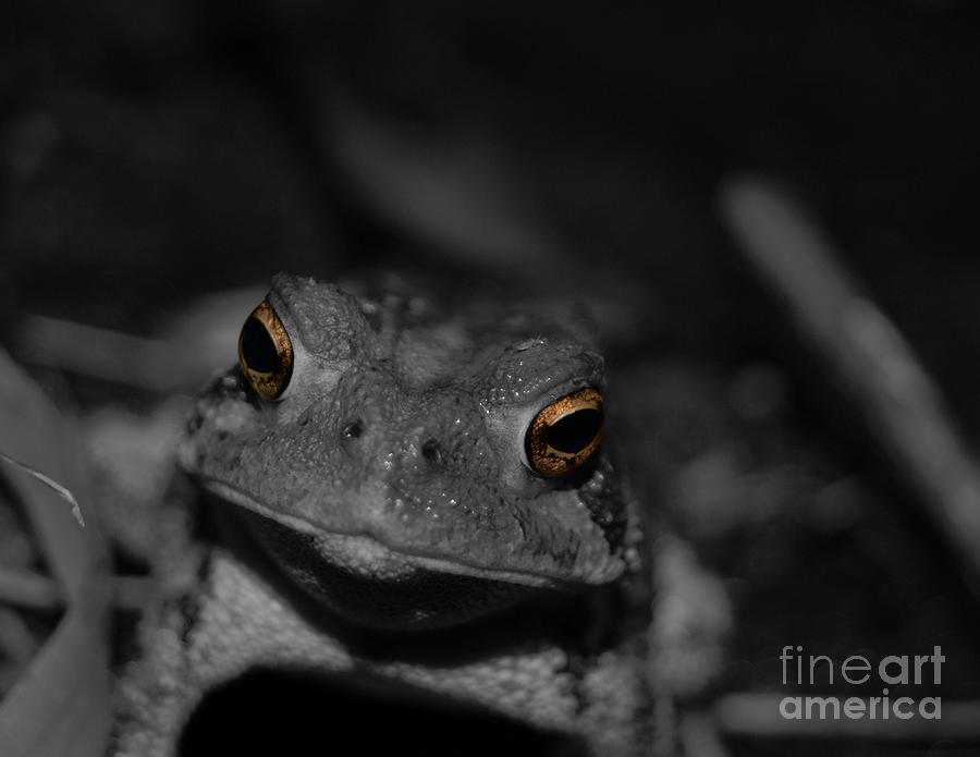 Frog Photograph - Frog #1 by Jesse Croley