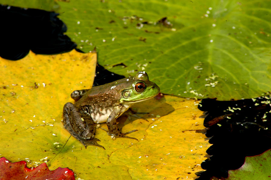 Froggie #1 Photograph by Pat Exum