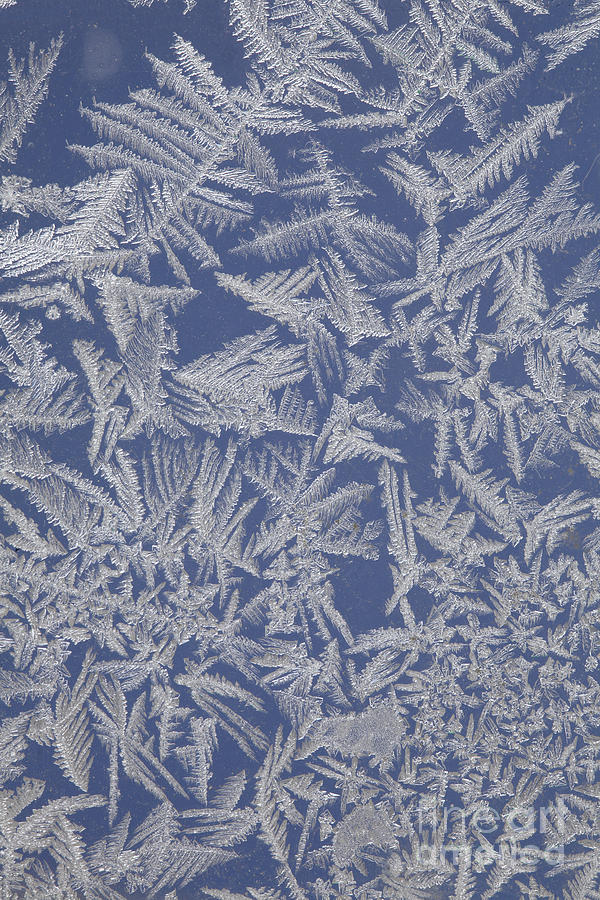 Frost On A Window #1 Photograph by Ted Kinsman