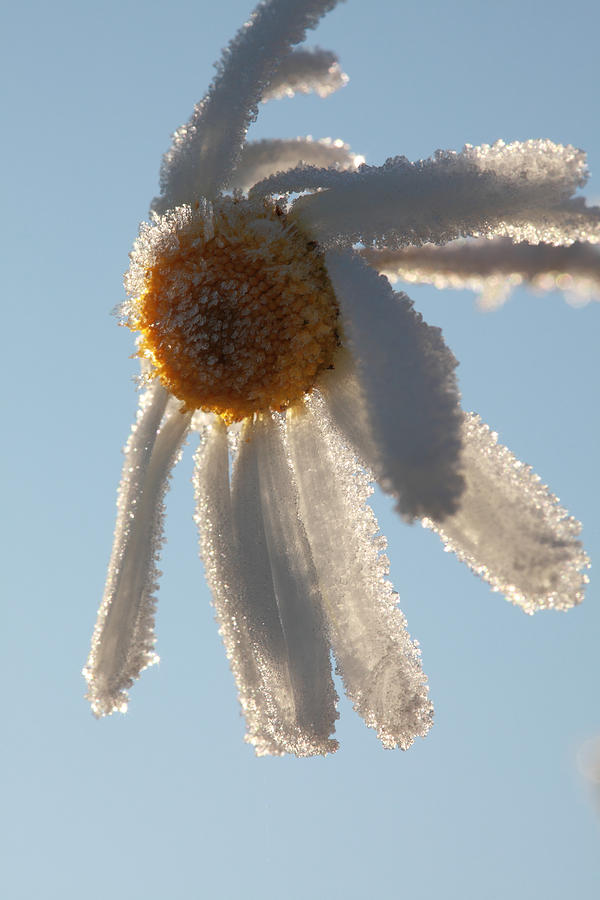 Frosty flower #2 Photograph by Ulrich Kunst And Bettina Scheidulin