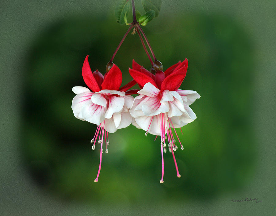 Flower Photograph - Fuchsia Flowers by Ernest Echols