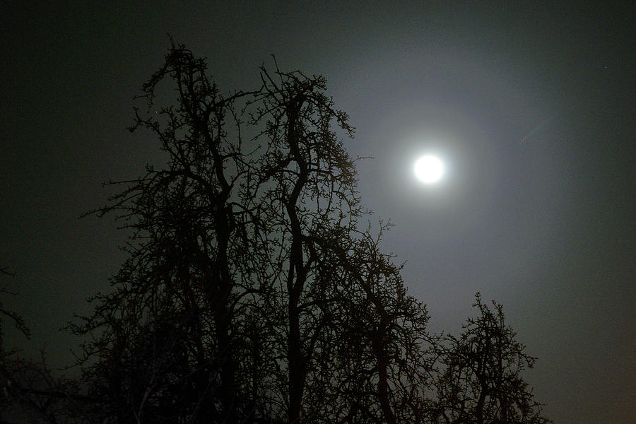 Tree Photograph - Full Moon #1 by Erik Tanghe